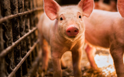 Stallbau-Seminar der vivet-Schweinegesundheit GmbH