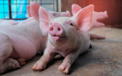 Einladung Fortbildungsveranstaltung für Schweinehalter