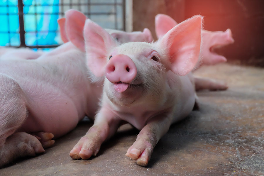 Einladung Fortbildungsveranstaltung für Schweinehalter